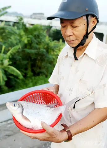 Cá Vền Sông Đà: Đặc Điểm Sinh Học, Môi Trường Sống Và Giá Trị