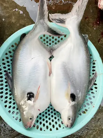 Cá Vồ Đém Ăn Mồi Gì? Giải Mã Thực Đơn Chi Tiết Cá Vồ Đém Ăn Mồi Gì? Giải Mã Thực Đơn Chi Tiết