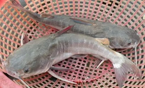 Cá Vồ Là Cá Gì? Đặc Điểm và Giá Trị Từ Sông Mekong Cá Vồ Là Cá Gì? Đặc Điểm và Giá Trị Từ Sông Mekong