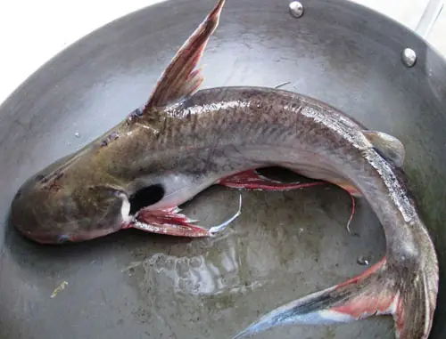 Cá Vồ Là Cá Gì? Đặc Điểm và Giá Trị Từ Sông Mekong Cá Vồ Là Cá Gì? Đặc Điểm và Giá Trị Từ Sông Mekong