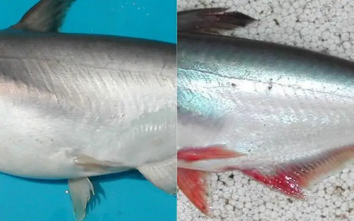 cá vồ và cá tra