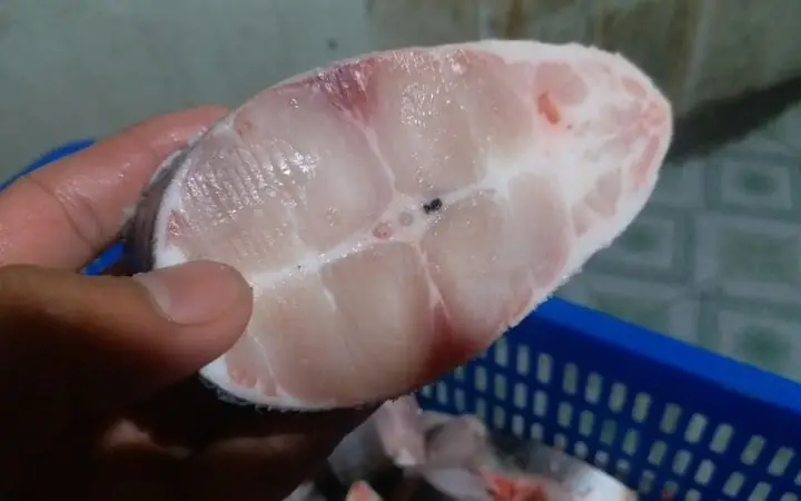 cá vồ và cá tra