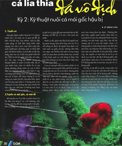Cá Xiêm Đá Trường: Đặc Điểm Và Cách Chăm Sóc Đúng Chuẩn