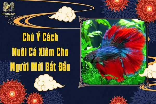 Tất Tần Tật Về Nuôi Cá Xiêm Phong Thủy & Cách Chăm Sóc Đúng Chuẩn Tất Tần Tật Về Nuôi Cá Xiêm Phong Thủy & Cách Chăm Sóc Đúng Chuẩn