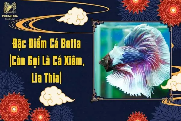 Tất Tần Tật Về Nuôi Cá Xiêm Phong Thủy & Cách Chăm Sóc Đúng Chuẩn Tất Tần Tật Về Nuôi Cá Xiêm Phong Thủy & Cách Chăm Sóc Đúng Chuẩn