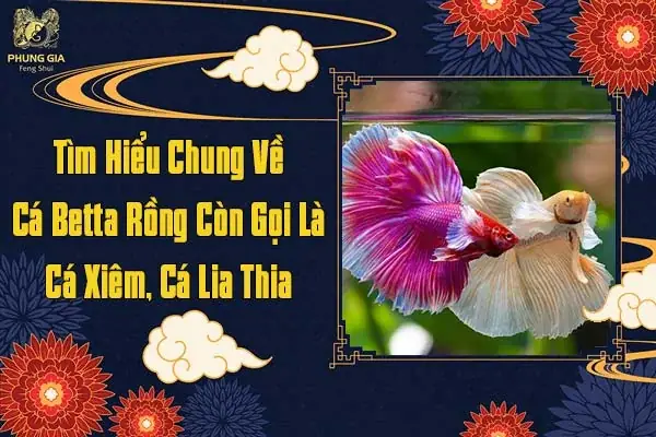 Tất Tần Tật Về Nuôi Cá Xiêm Phong Thủy & Cách Chăm Sóc Đúng Chuẩn