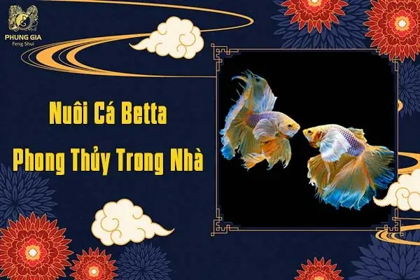 Tất Tần Tật Về Nuôi Cá Xiêm Phong Thủy & Cách Chăm Sóc Đúng Chuẩn Tất Tần Tật Về Nuôi Cá Xiêm Phong Thủy & Cách Chăm Sóc Đúng Chuẩn