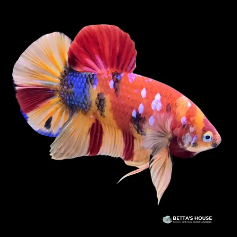 Những Dòng Cá Betta Fancy Nổi Bật Và Đặc Điểm Của Chúng Những Dòng Cá Betta Fancy Nổi Bật Và Đặc Điểm Của Chúng
