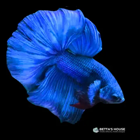 Những Dòng Cá Betta Fancy Nổi Bật Và Đặc Điểm Của Chúng
