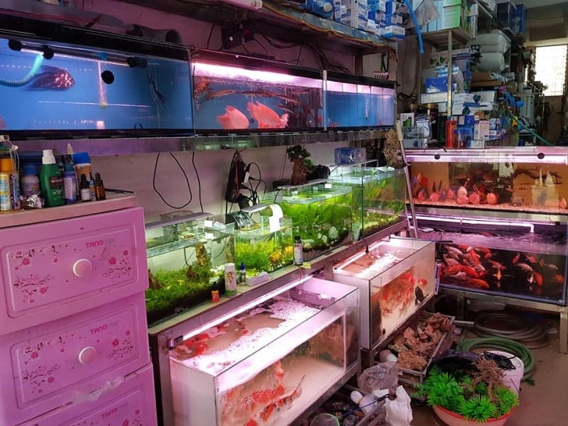 Các dòng Guppy độc đáo tại Cưng Guppy Farm, Đà Nẵng