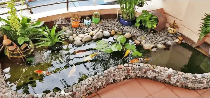 Các Loại Bể Cá Cảnh Đẹp: Hướng Dẫn Lựa Chọn & Thiết Kế Hoàn Hảo Các Loại Bể Cá Cảnh Đẹp: Hướng Dẫn Lựa Chọn & Thiết Kế Hoàn Hảo