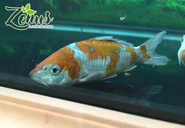 6./ Bệnh thường gặp ở cá Koi – Tuột nhớt