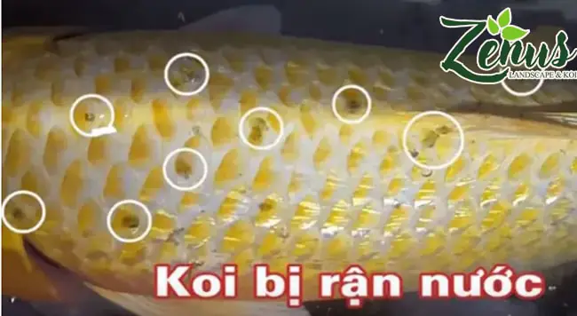 + Dấu hiệu Koi bị rận nước