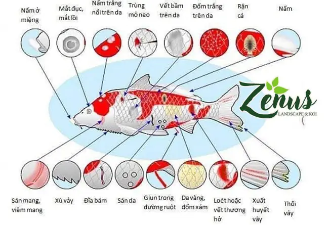 Bệnh cá koi và cách điều trị đơn giản