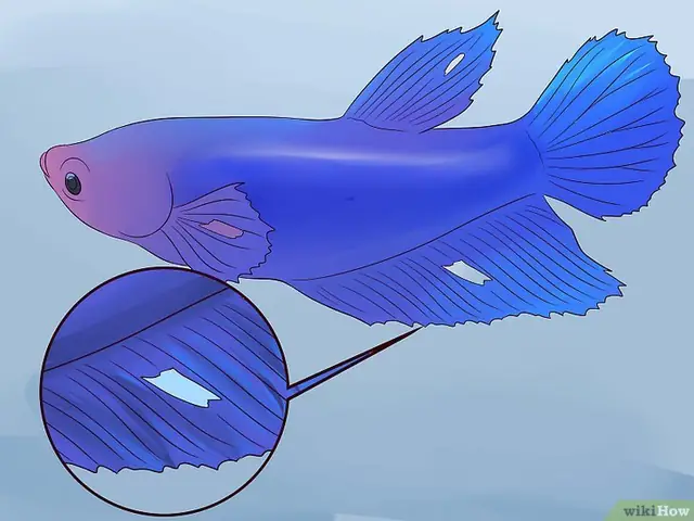 Các loại bệnh thường gặp ở cá Betta và cách phòng trị