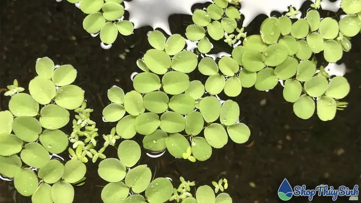 Các Loại Bèo Thả Bể Cá Cảnh Phổ Biến Và Lợi Ích