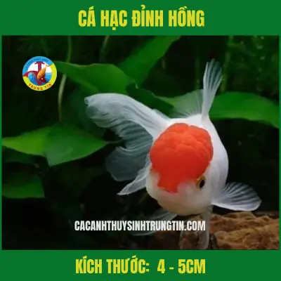 Cá Hạc Đỉnh Hồng (4-5cm)