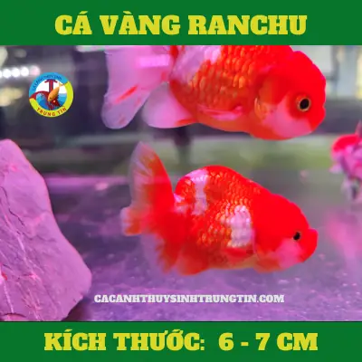 ca-vang-ranchu