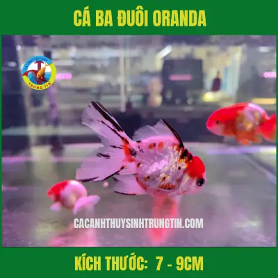 Cá Oranda