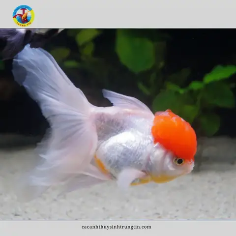 4. Cá ba đuôi hạc đỉnh hồng