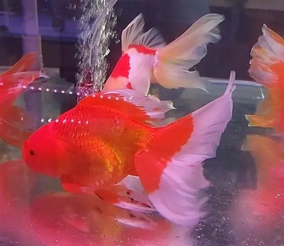 10. Cá ba đuôi đầu lân
