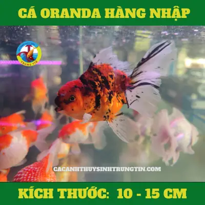 Cá Oranda Đuôi Lụa (Hàng nhập)