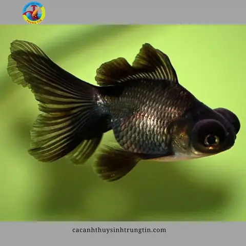 2. Cá ba đuôi mắt lồi