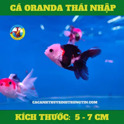 11. Cá ba đuôi oranda