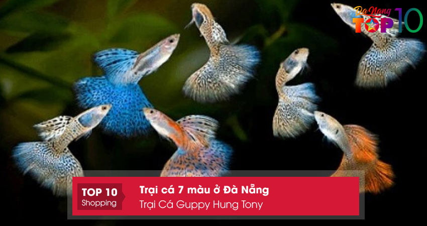 Các loại cá bảy màu đa dạng tại Trại Cá Guppy Hùng Tony Đà Nẵng