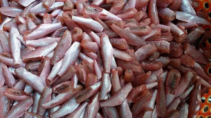 Khám Phá Thế Giới Các Loại Cá Biển Màu Hồng Đa Dạng
