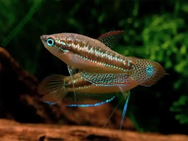 các loại cá cảnh
