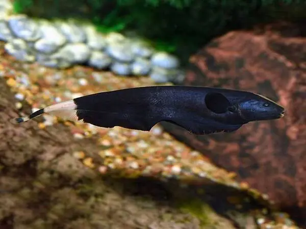 các loại cá cảnh