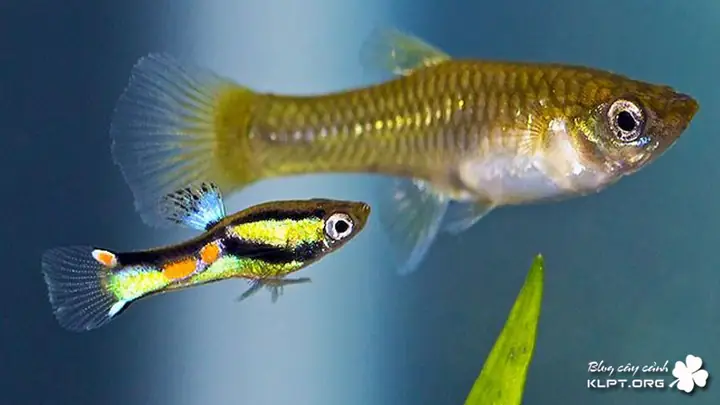 Các Loại Cá Cảnh Đẻ Con Dễ Nuôi, Sinh Sản Nhanh Nhất