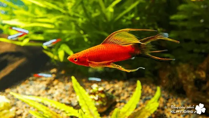 Các Loại Cá Cảnh Đẻ Con Dễ Nuôi, Sinh Sản Nhanh Nhất