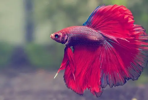 Top 10+ Loại Cá Cảnh Dễ Sinh Sản Bạn Nên Nuôi