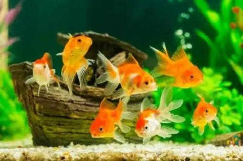 Top 10+ Loại Cá Cảnh Dễ Sinh Sản Bạn Nên Nuôi