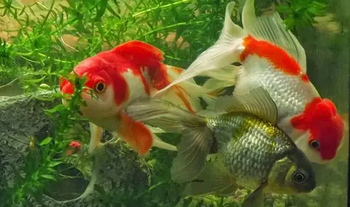 Top 10+ Loại Cá Cảnh Dễ Sinh Sản Bạn Nên Nuôi