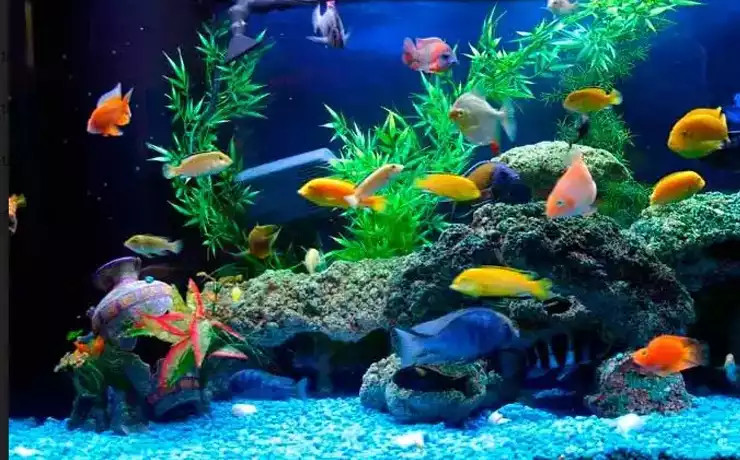 Các loại cá cảnh phổ biến được ưa chuộng nhất bơi lội trong hồ