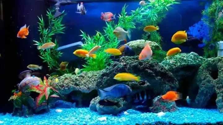 Khám Phá Các Loại Cá Cảnh Phong Thủy Mang Lại Tài Lộc, Bình An