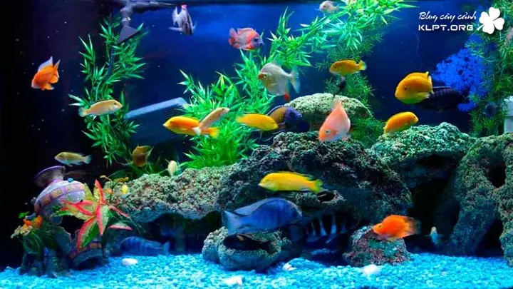 Tổng Hợp Các Loại Cá Cảnh Sinh Sản Nhanh và Cách Nuôi Thành Công