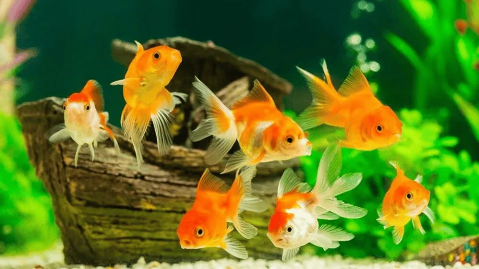 Các loại cá cảnh với màu sắc và hình dáng đa dạng trong bể