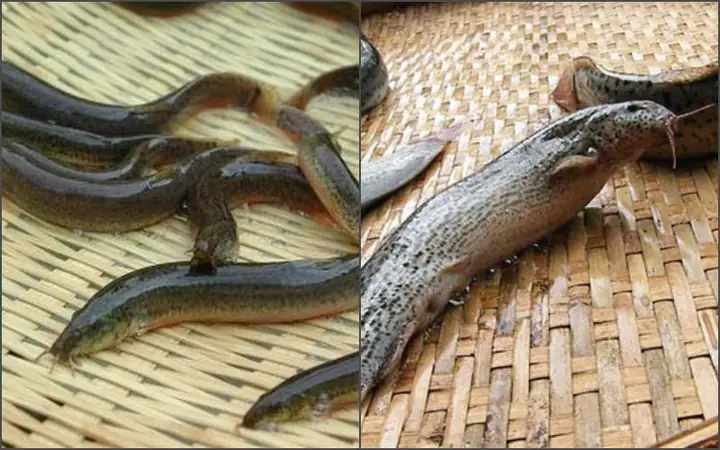 Cá chạch bùn