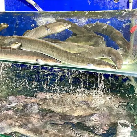 Khám phá các loại cá chình biển phổ biến và đặc điểm nổi bật