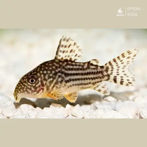 6. Cá Chuột Pygmy