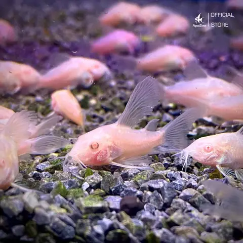 1. Cá Chuột Albino