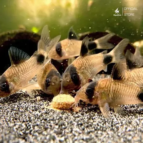 Chế Độ Thức Ăn