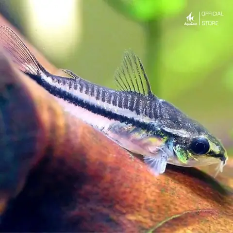 6. Cá Chuột Pygmy