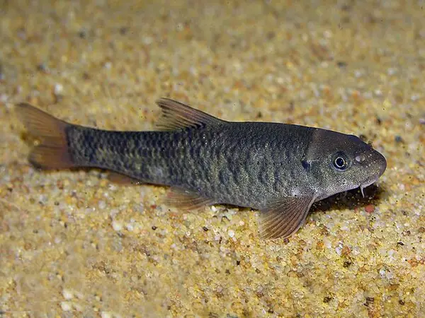 Cá Bác sĩ (Doctor Fish/Garra Rufa)