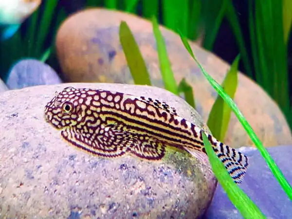 Cá Tỳ Bà Bướm (Hillstream Loach)