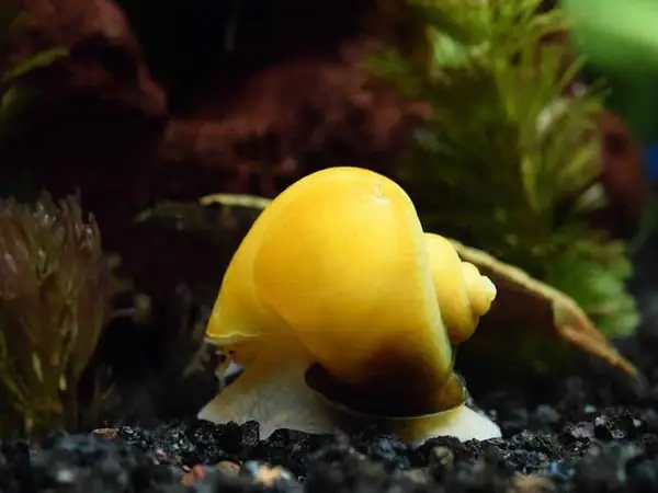 Ốc táo vàng (Golden Apple Snail)